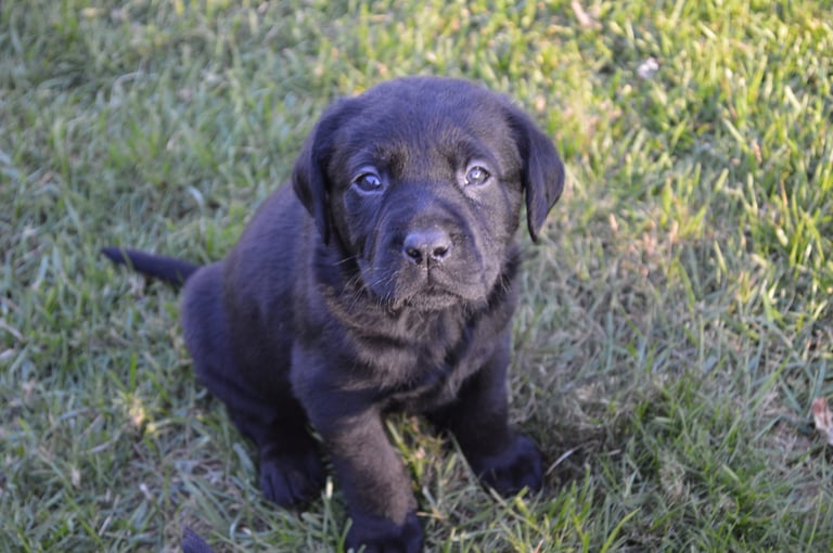 KC Reg Black Labrador Puppies