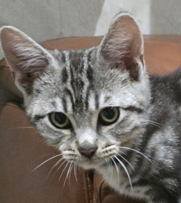 Beautiful half bengal male kitten avaliable