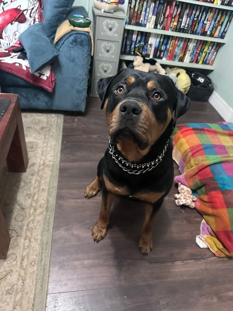 Needs a new forever loving family