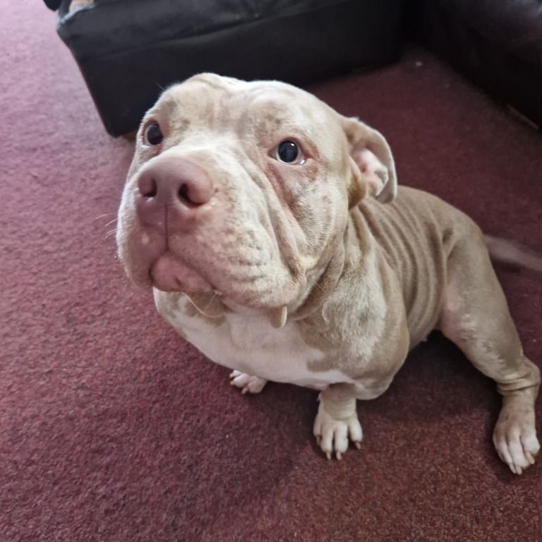 Pocket Bully