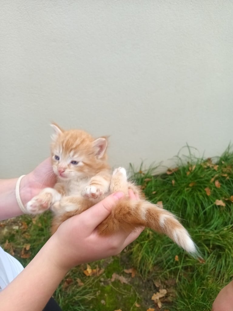 6 Kittens and Mother For Sale