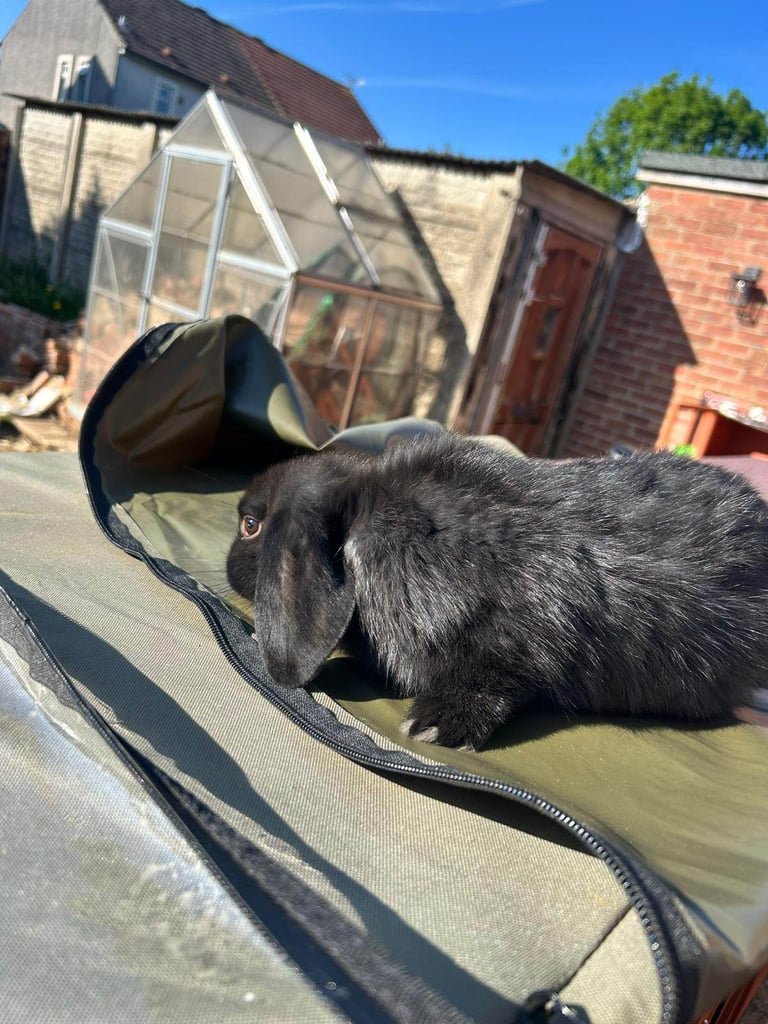 2 baby rabbits 
