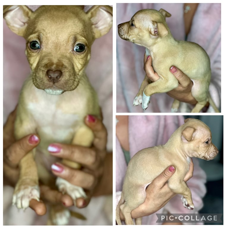 Husky × Pocket Bully Puppies – Ready 7th Oct – Swansea – £750