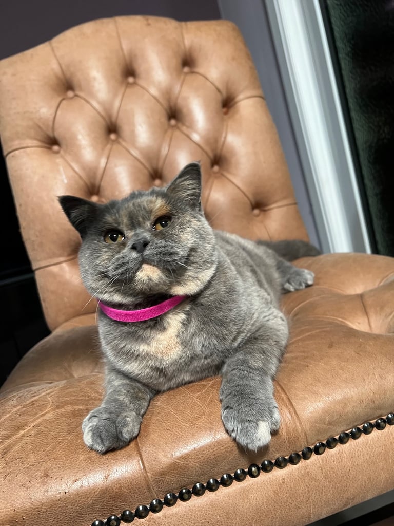 British Shorthair & British Longhair Kittens