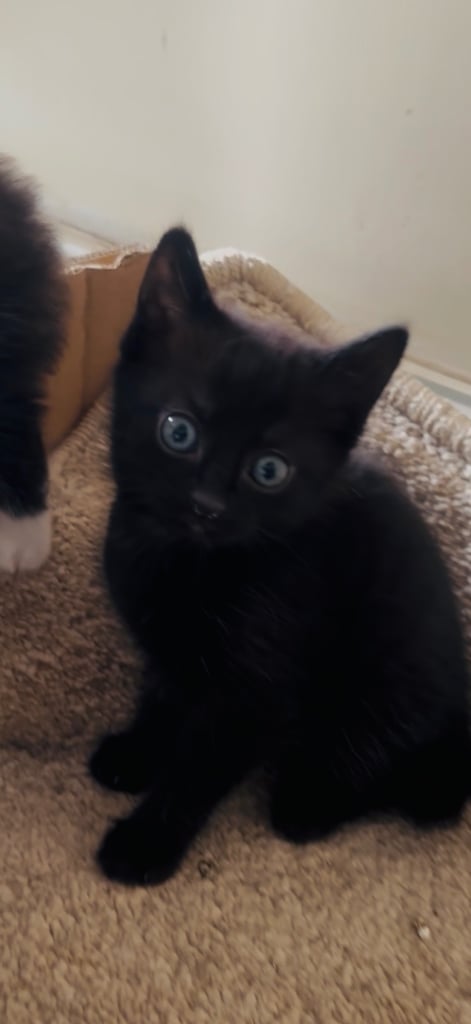 4 beautiful kittens ready to leave 