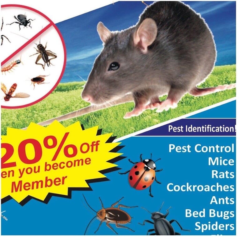image for Pest Control Mice Rat Bedbugs Ants Fleas Mite Mouse Wasps Extermination removal