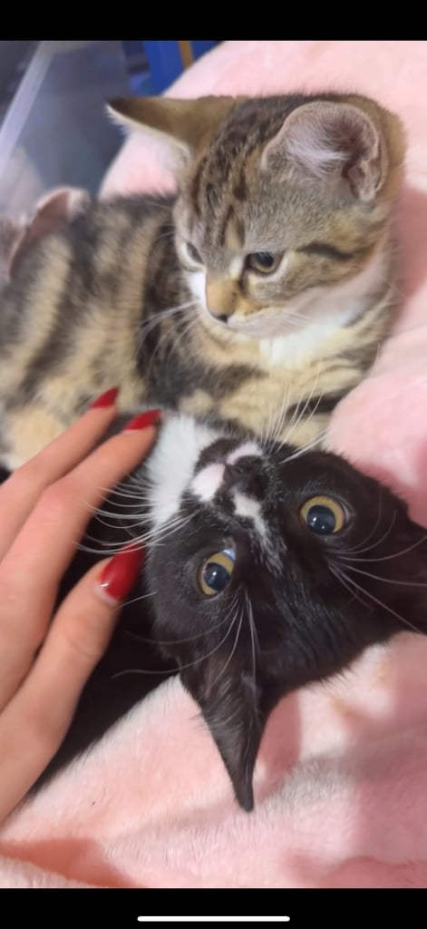Kitten for sale