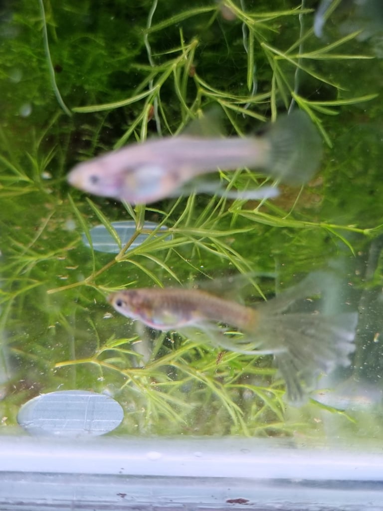 Rare Sunset Galaxy Guppies