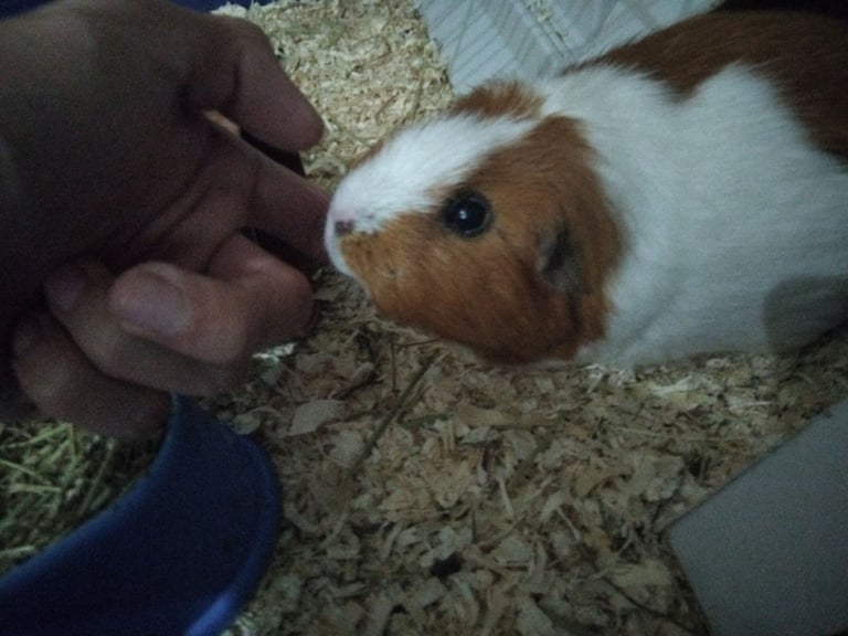 Male Guinea Pig (Neutered) + Free Bag of Guinea Pig Bedding