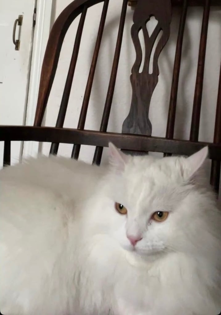 Male Serbian cat for sale