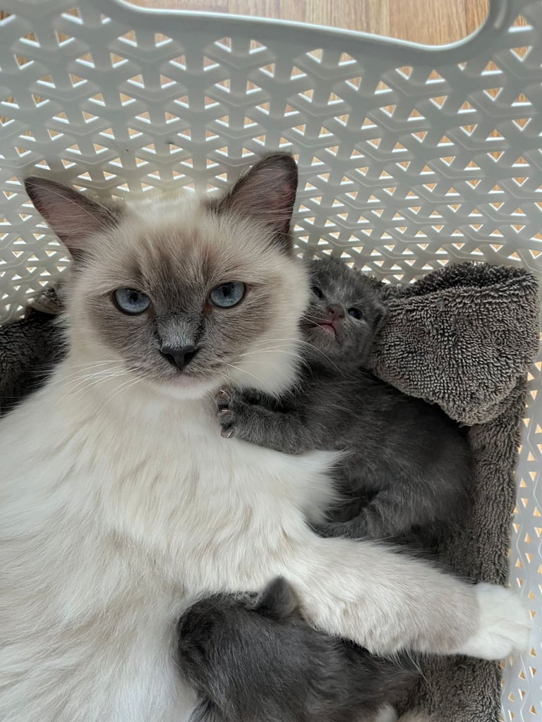 4 half ragdoll kittens - 2 grey fluffy female 2 ginger male