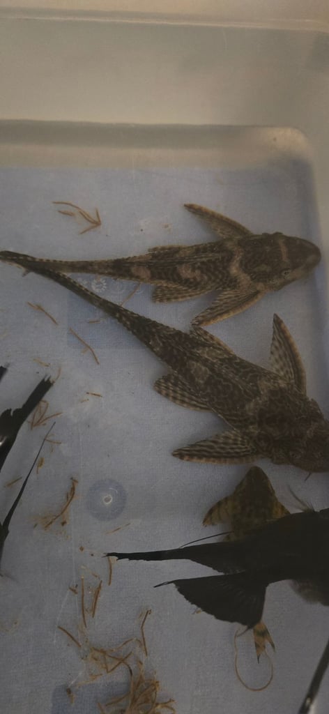 2x Plekos breeding couple. 