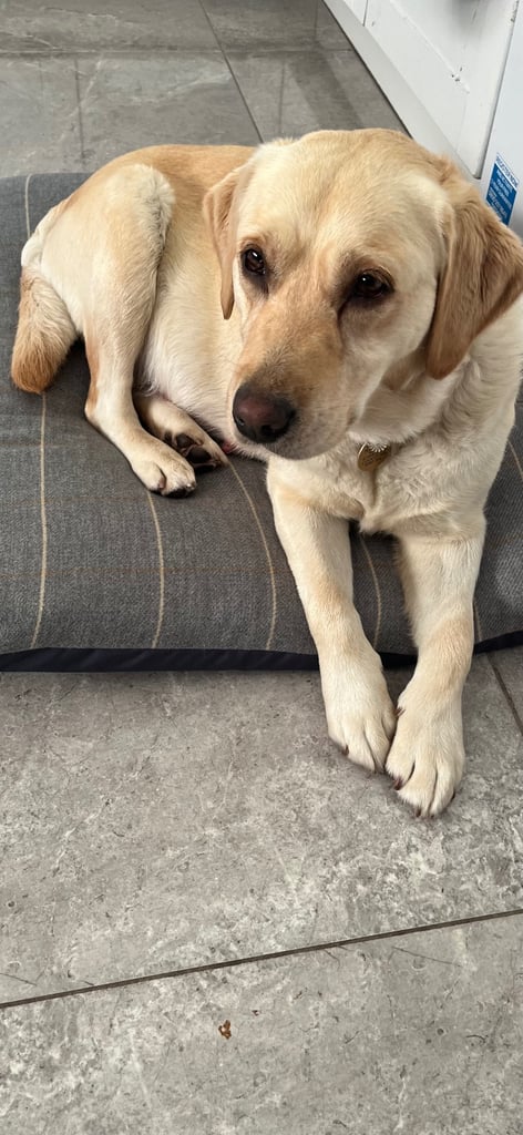 Labradors x Puppies for sale