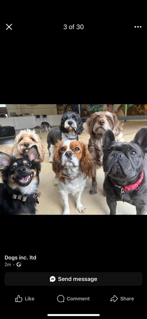 Miniature pinscher male