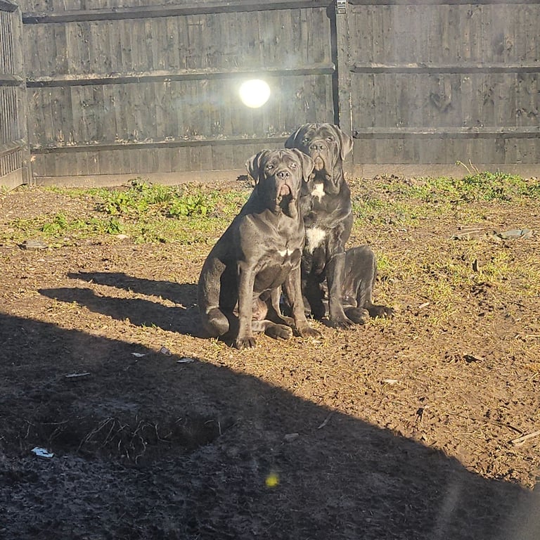 **REDUCED** 2 left Pure Cane Corso puppies (Blue) 2 females left 