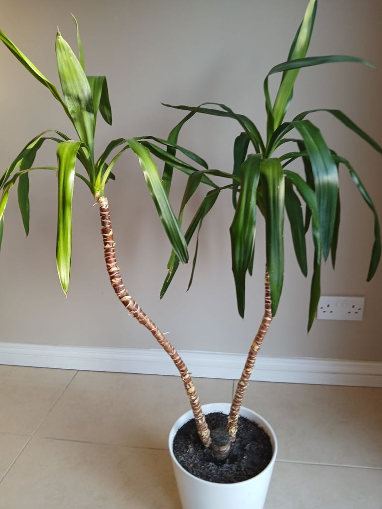 image for Large Yucca plant in pot