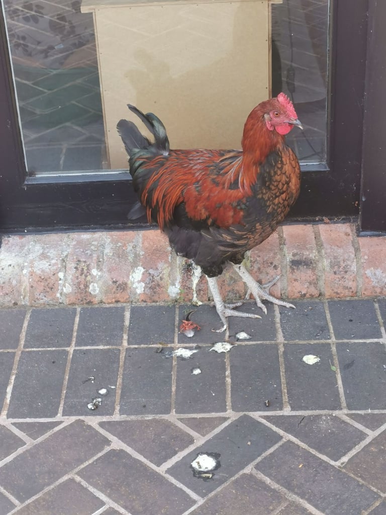 Lost cockrel