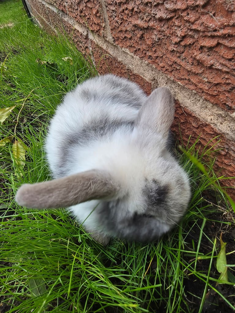 One bunny 