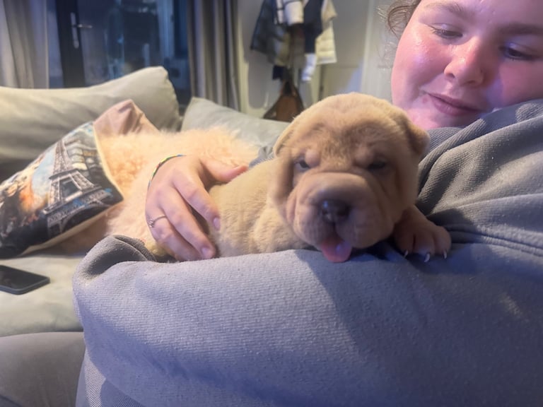 Shar pei puppies