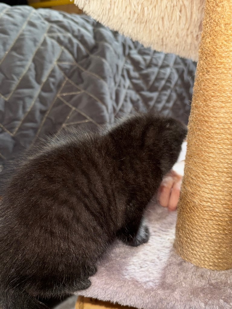 Black cats 
