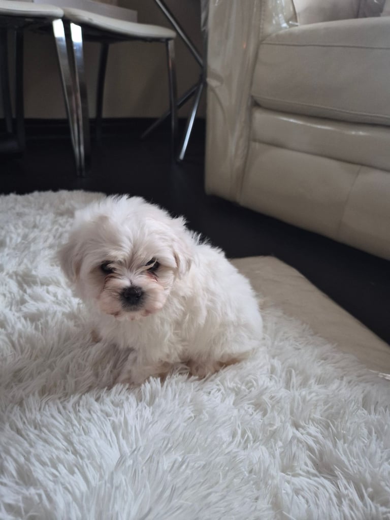 BICHON FRISE X MAITESE puppies.
