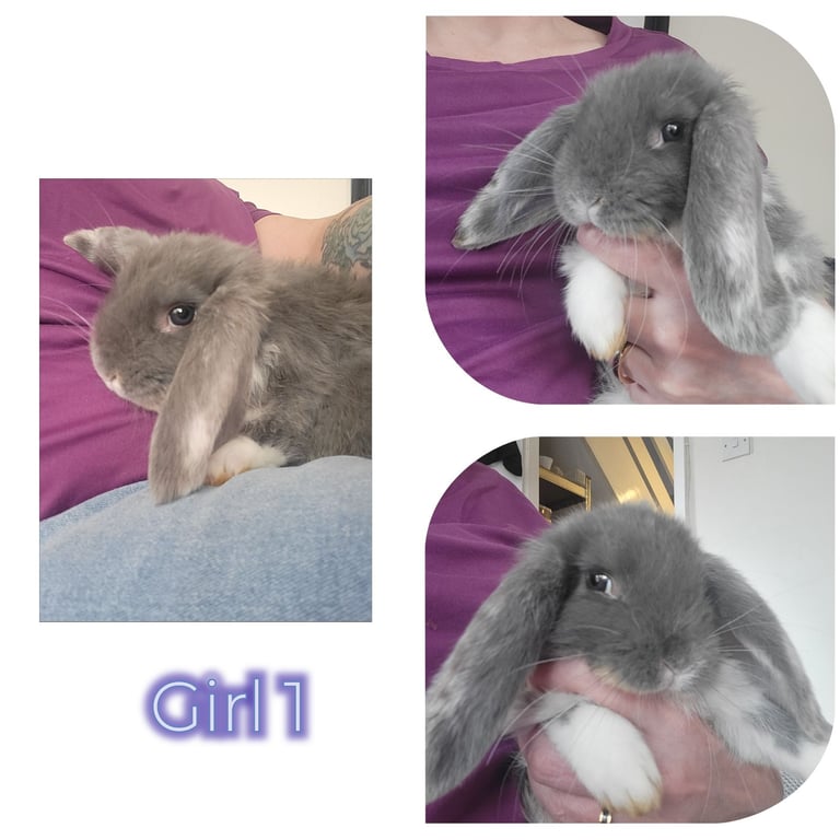 Giant french lop babies