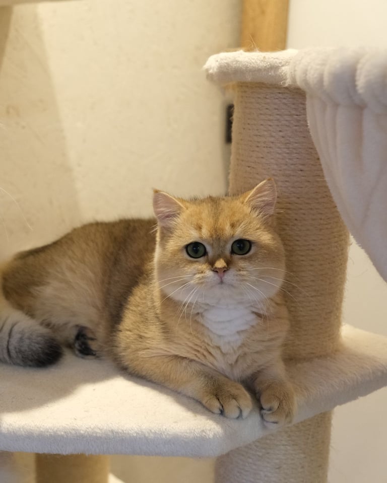 Golden pedigree kittens 