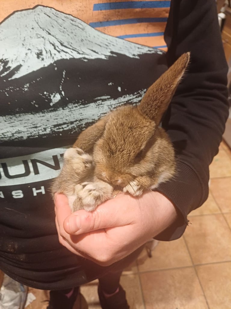 image for 1 Cute Baby Female Mini Lop X Rabbit