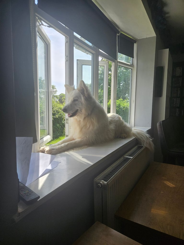 Pedigree jewel German Shepherd 