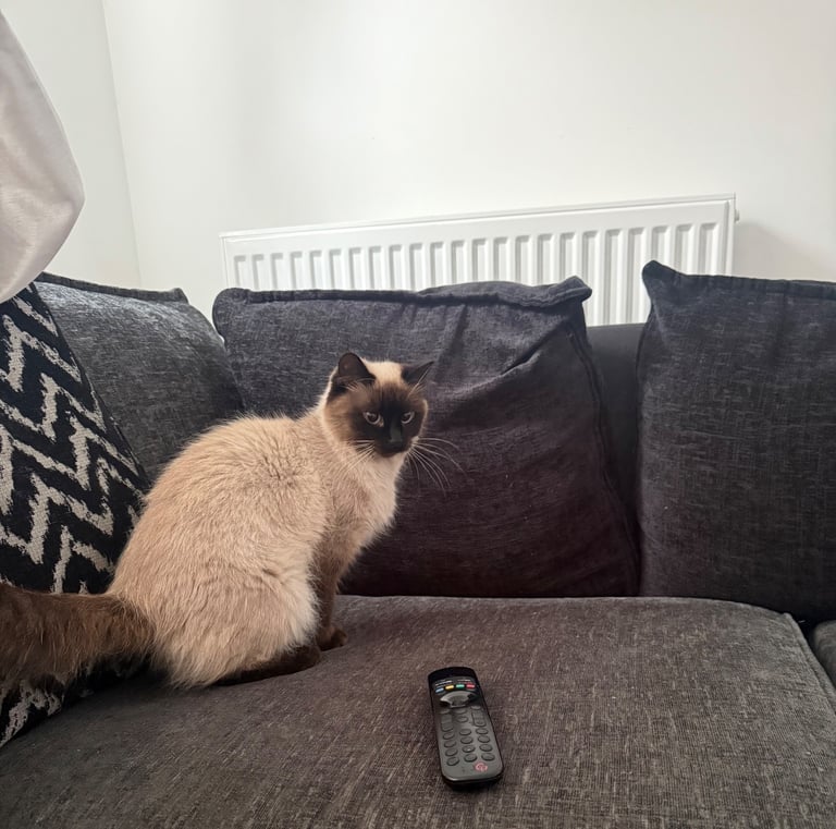 Female ragdoll and beautiful half ragdoll male kitten