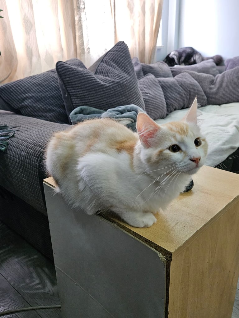 Beautyful siberian kitten looking for a new home for ever.