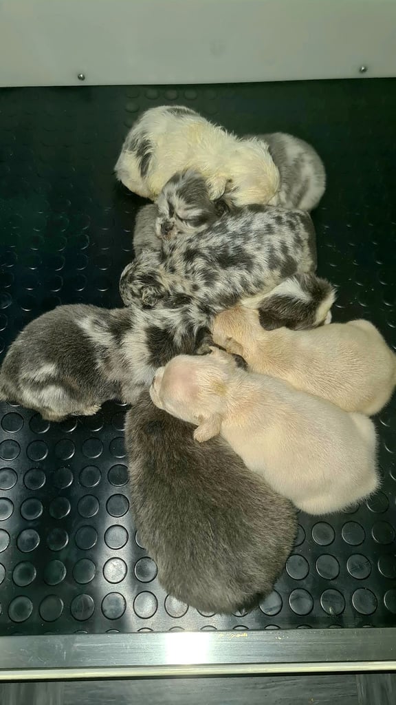 ✨15 Beautiful French Bulldog Puppies ✨