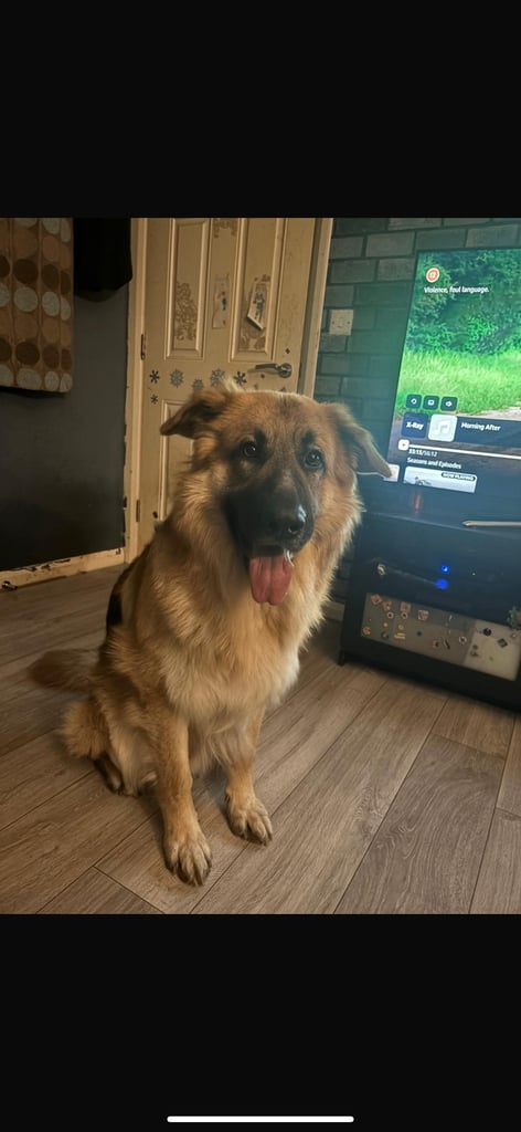 German shepherd for rehoming 