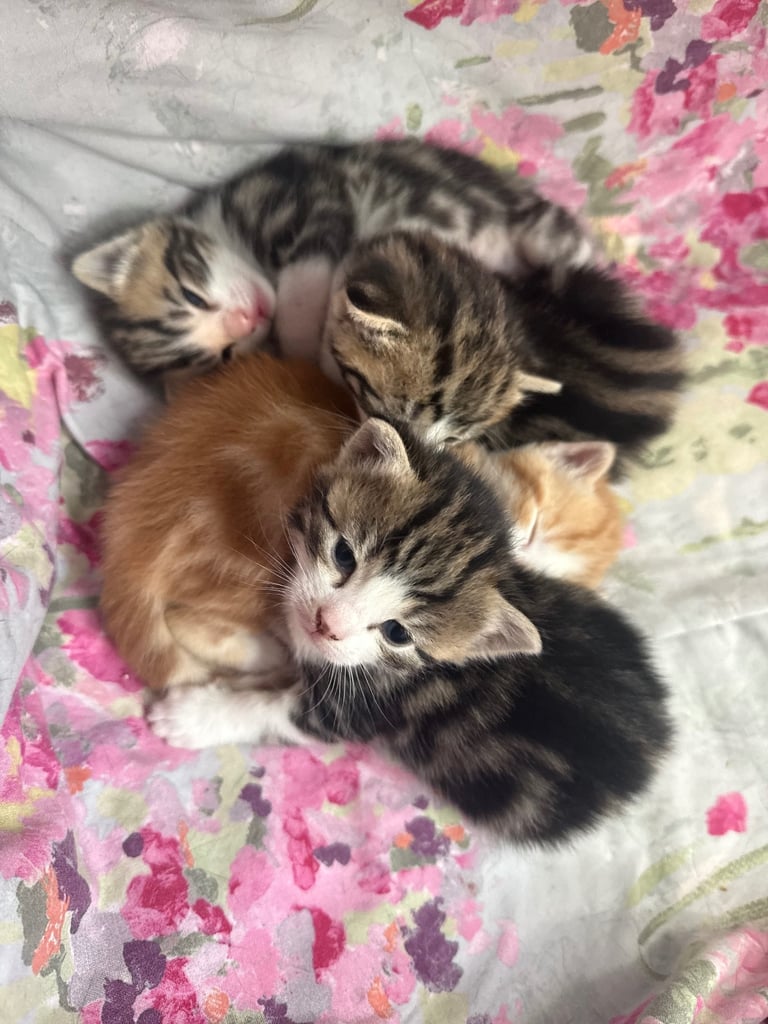  kittens for sale 
