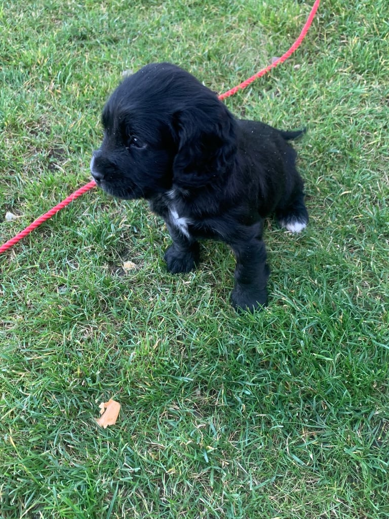 Cocker spaniel puppies 