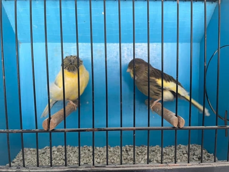 Colour canaries birds 