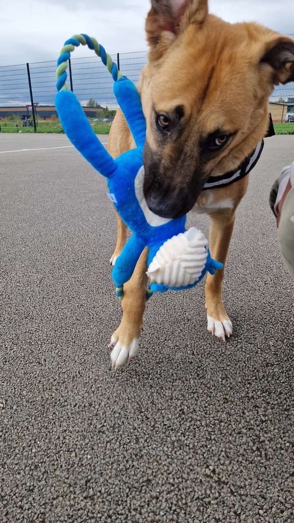 Urgent rehoming