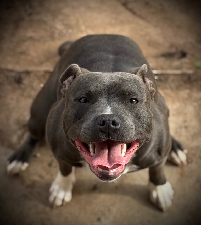 Staffordshire Bull Terrier Puppies