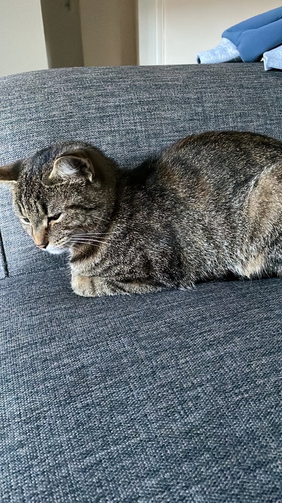 Female tabby for sale 