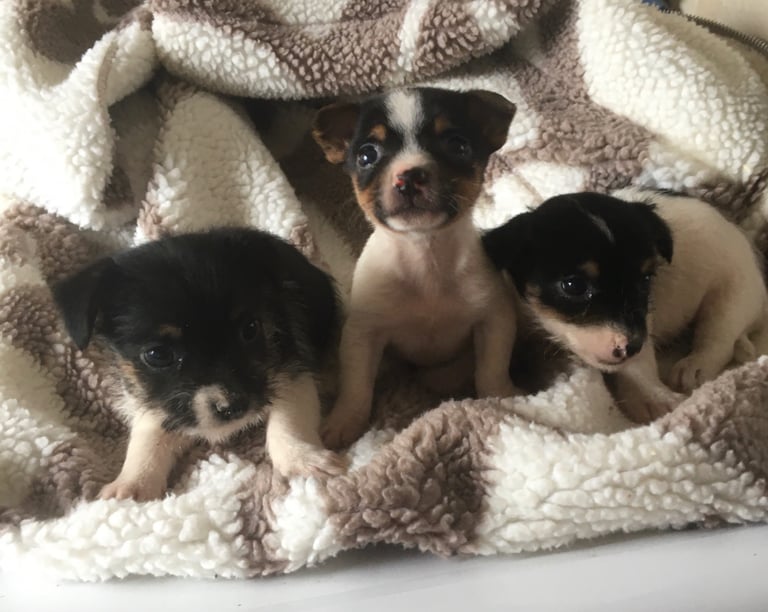 Beautiful Jack Russell   puppies
