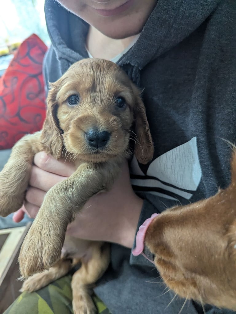 Golden cocker spaniel.