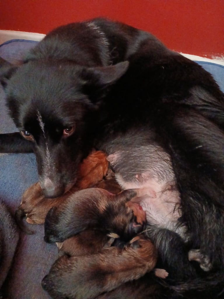 Mum is a husky collie cross dad is a malamute husky cross 