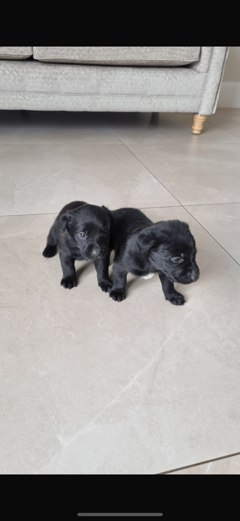 Chocolate Lab/Collie cross pups