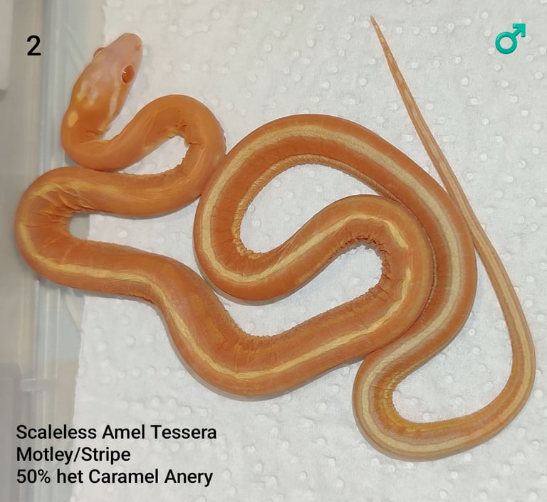 Scaleless Cornsnakes