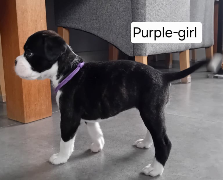 Boxer puppies for sale