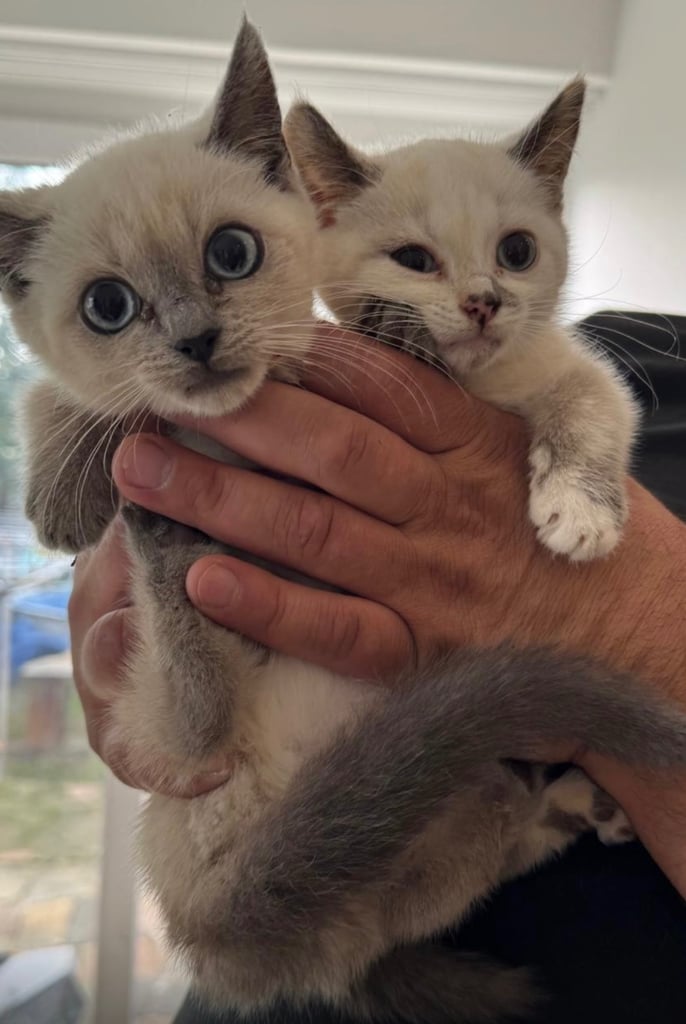 Two Ragdoll Kittens for sale