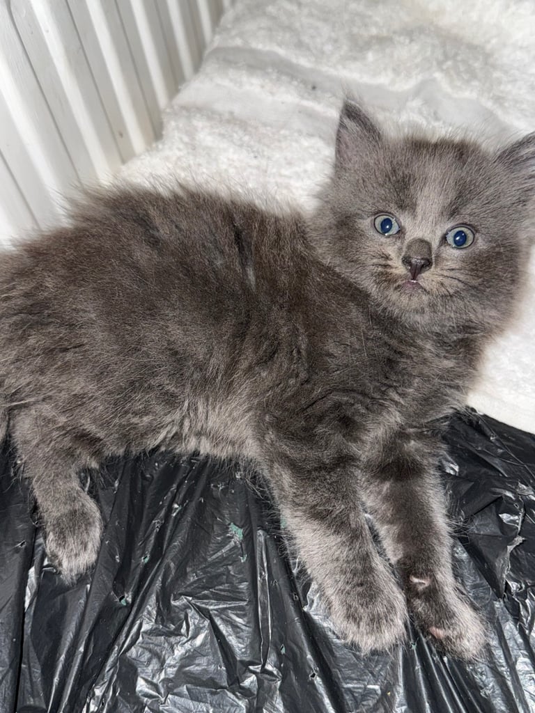 Fluffy kittens