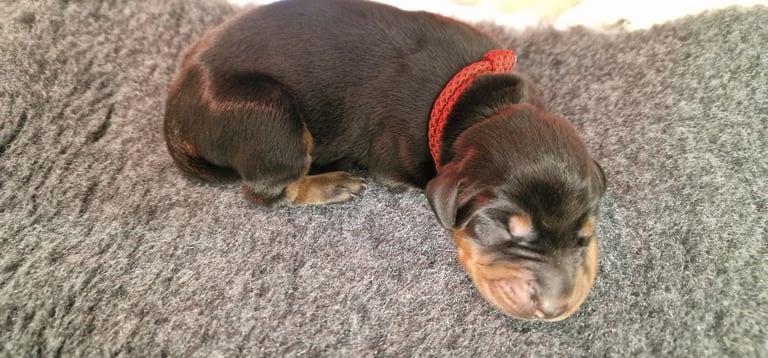 Top Line Doberman Puppies