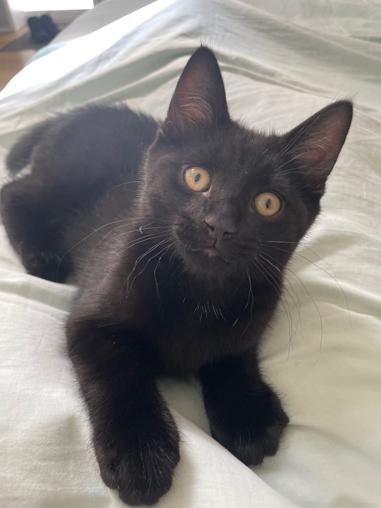 Ozzy & Oscar - Bonded Pair 🐾