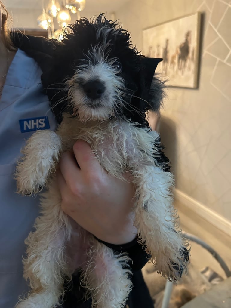 A beautiful little of 5 Cockerpoos 